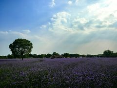 -上海杨姆庄园