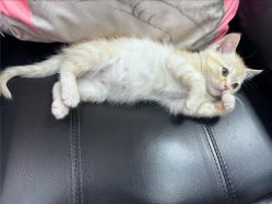 -兔猫ToMoreNails美甲美睫