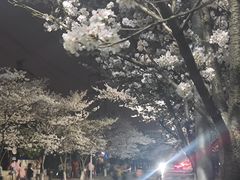 -高东镇樱花园