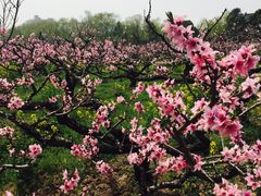 -南汇桃花村