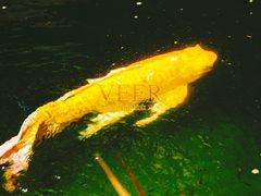 -渔人码头(洛溪店)