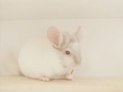 -龙猫仔乐园(惠福东路店)