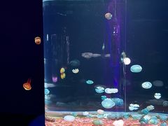 -欢乐海岸海洋奇梦馆