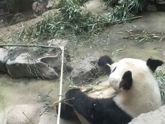 景点-北京动物园