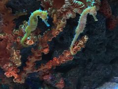 -暹罗海洋世界