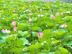 -荔湾湖公园
