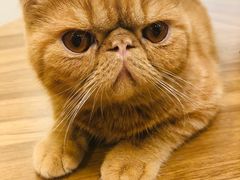 -飞行喵MR PILOT|猫舍·猫咖(静安大融城店)