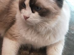 -喵屿·大理花园猫咖