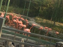 -石家庄市动物园