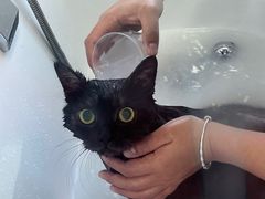 -爱洗澡的猫(望京店)