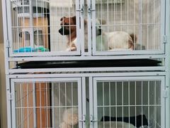 -宠物梦想家(日月豪庭店)