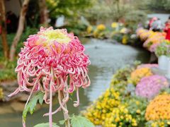 -杭州植物园