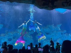-芜湖新华联大白鲸海洋公园