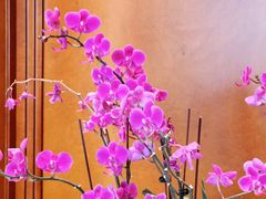 -宁波香格里拉大酒店
