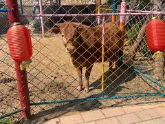 -济南马套将军山