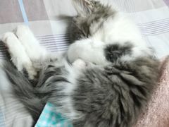 -联合动物医院(光谷诊疗中心)