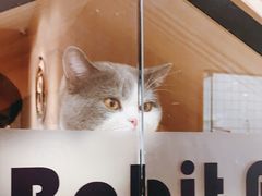 -BABIT巴比特宠物(MOMOPARK店)