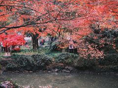 -秋霞圃