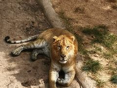-西霞口神雕山野生动物世界