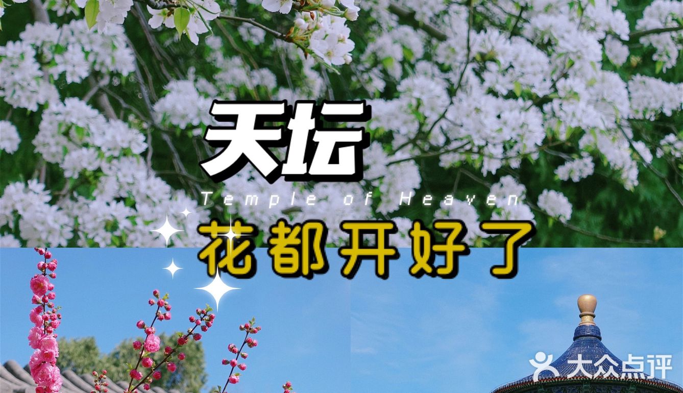 果茶春游 | 天坛的四月：花都开好了🌸