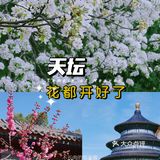 果茶春游 | 天坛的四月：花都开好了🌸