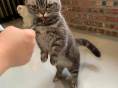 -豆逗聊愈猫阁Easy Life