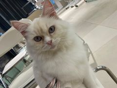 -怪兽屋·羊驼·猫咖·狗咖(俊华广场店)