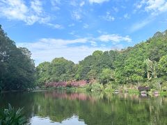 -深圳仙湖植物园