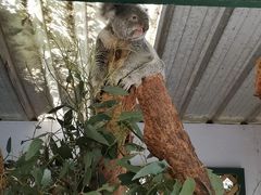 -费瑟代尔野生动物园