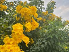 -松山湖梦幻百花洲