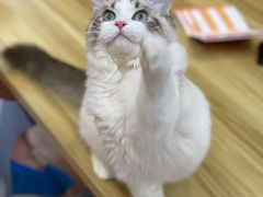 -猫十亿·布偶金渐层·曼基康矮脚猫舍(青年路店)