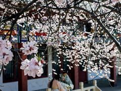 -桃花堤公园
