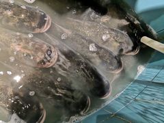 -姜君·千岛湖鱼头馆(浦东大道店)