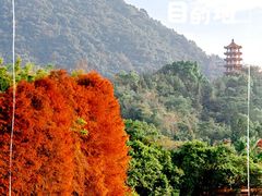 -深圳仙湖植物园
