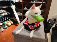-逗柴咖啡屋·狗咖猫咖宠物桌游
