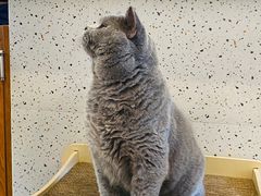 -有猫主题·治愈系猫咖(曾厝垵店)