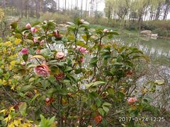 -新江湾城公园