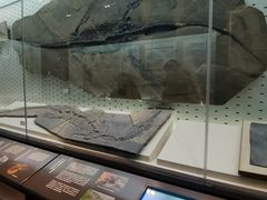 -浙江自然博物院(杭州馆)