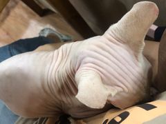 -猫小院猫主题餐厅(南锣旗舰店)