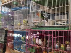 -万商花鸟市场