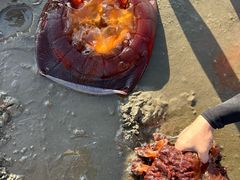 -启东黄金海滩景区