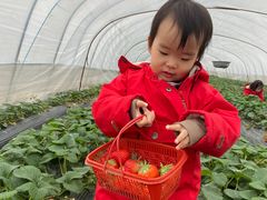 -喜杨洋草莓采摘园