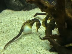 -大连圣亚海洋世界