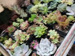 -万商花鸟市场