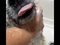 -宠物之家Pets Home 宠物寄养酒店