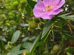 -广州市白云山风景名胜区