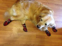 -面爸爸豆瓣抄手(贝森旗舰店)