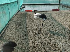 -盐城丹顶鹤湿地生态旅游区