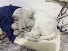 -艾贝尔宠物诊疗