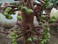 -呀路古热带植物园
